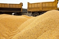 corn. heap Product Image 1