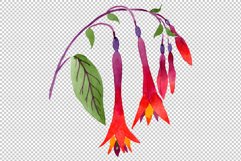 Orange-red Fuchsia watercolor png Product Image 3