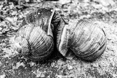Big garden snail in shell crawling on wet road hurry home Product Image 26