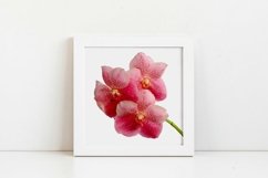 Orchid flowers - Volume 1 Product Image 3