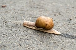 Big garden snail in shell crawling on wet road hurry home Product Image 4