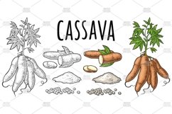 Cassava manioc plants. Vector color vintage engraving Product Image 1