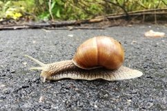 Big garden snail in shell crawling on wet road hurry home Product Image 21