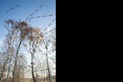 snow covered trees in the sunlight Product Image 1