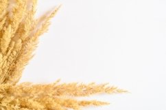 pampas grass bunch of yellow dry ears poaceae isolated white Product Image 1