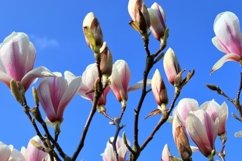 Beautiful background of flowering trees Product Image 1