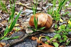 Big garden snail in shell crawling on wet road hurry home Product Image 27