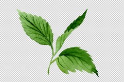 Pink lantana watercolor png Product Image 4