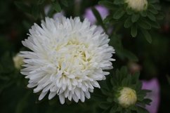 white asters in the garden Product Image 1