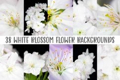 38 White Blossom Floral Flower Close Up Abstract Background by Squeeb Creative