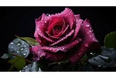 light dark roses Product Image 1