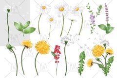 Flowers and herbs Floral Clipart,Rose Camomile Rooibos Mint Product Image 3