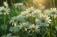 Common Daisy Flowers Background Wallpaper Product Image 1