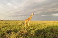 Beautiful wild giraffe in africa Product Image 1