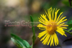 Stock Photo - Bright flower close-up on a summer day Product Image 1