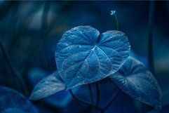 Blue leaf with prominent veins growing in botanical garden Product Image 1