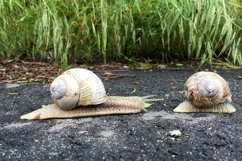 Big garden snail in shell crawling on wet road hurry home Product Image 19