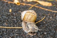 Big garden snail in shell crawling on wet road hurry home Product Image 11