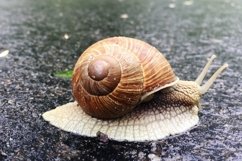 Big garden snail in shell crawling on wet road hurry home Product Image 5