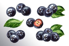 Aronia. Watercolor collection Product Image 2