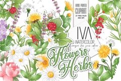 Flowers and herbs Floral Clipart,Rose Camomile Rooibos Mint Product Image 1