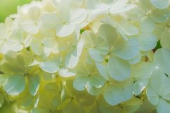 Stock Photo - Blooming viburnum buldenezh, white flowers Product Image 1