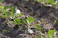 Field with cabbage Product Image 1