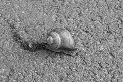 Big garden snail in shell crawling on wet road hurry home Product Image 26