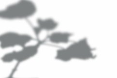 Leaves Shadow Overlay Effect Mockup Product Image 2