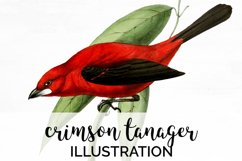 Bird Clipart Tanager Product Image 1