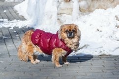 Small little Pekingese dog in winter Product Image 1