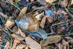 Big garden snail in shell crawling on wet road hurry home Product Image 9