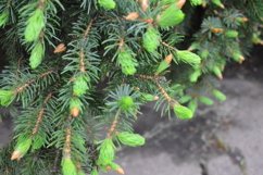 Christmas trees outdoors in the garden Product Image 1