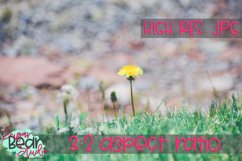 Dandelion Path | Stock Photo | Background Photo Product Image 1