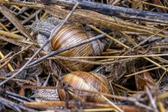 Big garden snail in shell crawling on wet road hurry home Product Image 22