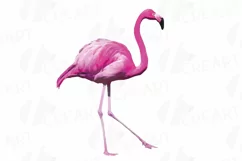 Watercolor Flamingos Clipart. Tropical clipart, 5 flamingo Product Image 4