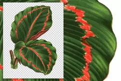 Leaves - Vintage Maranta Roseo-Picta Product Image 3