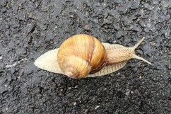 Big garden snail in shell crawling on wet road hurry home Product Image 28