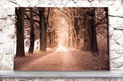 Nature photo, landscape photo, autumn alley photo, Product Image 4