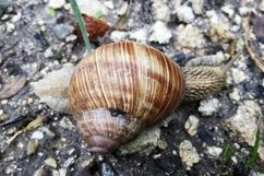 Big garden snail in shell crawling on wet road hurry home Product Image 16