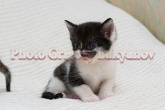 Stock Photo - Little kittens at home on a plaid. Product Image 1