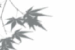 Leaves Shadow Overlay Effect Mockup Product Image 2