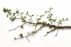Branch with small green leaves growing on white background Product Image 1