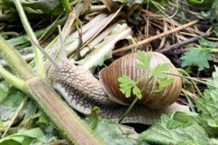 Big garden snail in shell crawling on wet road hurry home Product Image 8