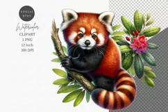 Red panda clipart, Animals clipart, Australian animals Product Image 1
