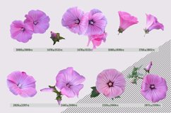Pink Lavater flowers Product Image 2