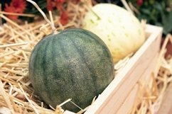 harvest of watermelons in a wooden box in the garden Product Image 1