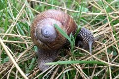 Big garden snail in shell crawling on wet road hurry home Product Image 6