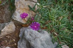 pink flower on a background of white stones Product Image 1