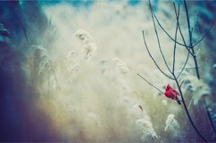230 Winter Lightroom Presets Product Image 6
